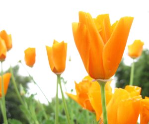 20121128_120453_orange_flower
